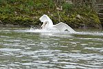DSC_1139.JPG