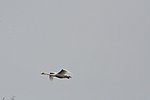 DSC_1144.JPG